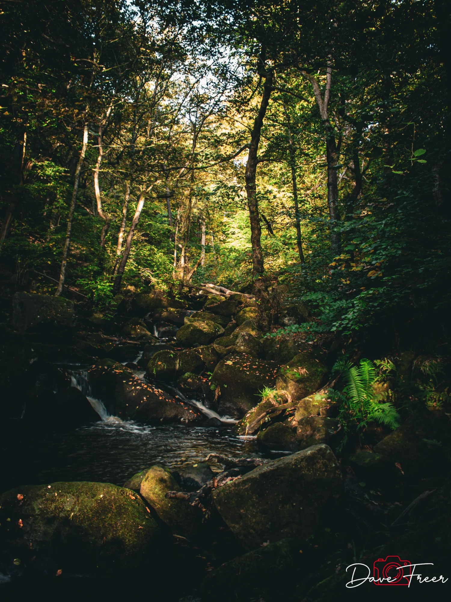 Sunlit woodland and stream